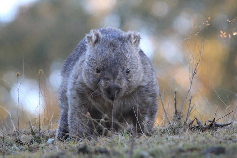 Ultimate Blue Mountains And Wildlife Tour - Find Attractions 3