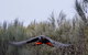 Ultimate Blue Mountains And Wildlife Tour - thumb 5