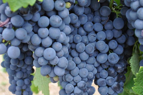 Barossa Valley Cellar Doors Luxury Wine Tour - Find Attractions 4