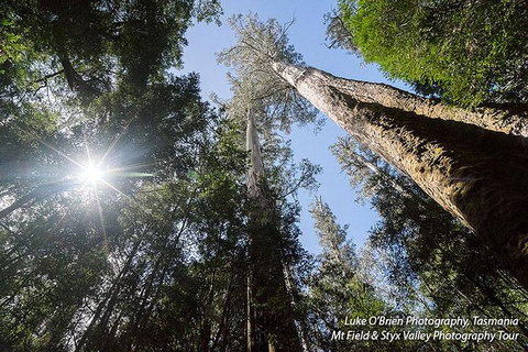 Mt Field And Styx Valley Photography Tour - Find Attractions 1