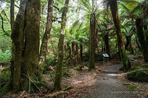 Mt Field And Styx Valley Photography Tour - Find Attractions 2
