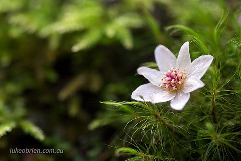 Mt Field And Styx Valley Photography Tour - Find Attractions 5