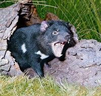 Private Blue Mountains Tour with Kangaroo and Koala Experience - Find Attractions
