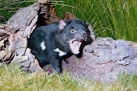 Private Blue Mountains Tour With Kangaroo And Koala Experience - Find Attractions 0