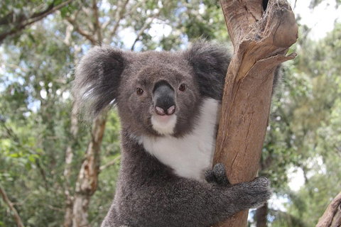 Private Blue Mountains Tour With Kangaroo And Koala Experience - Find Attractions 2