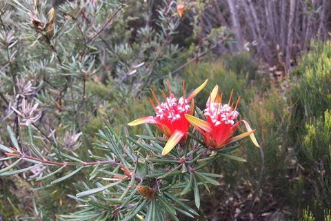 Private Blue Mountains Tour With Kangaroo And Koala Experience - Find Attractions 4