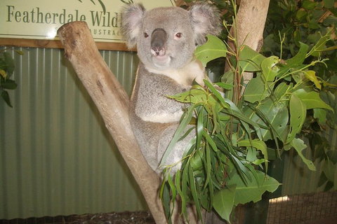 Full-Day Private Blue Mountains Tour With River Cruise - Find Attractions 2