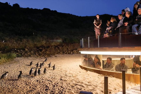 Wilson's Promontory & Phillip Island - 'Prom & Penguins' Tour - Find Attractions 3