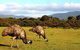 Wilson's Promontory & Phillip Island - 'Prom & Penguins' Tour - thumb 4