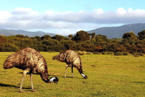 Wilson's Promontory & Phillip Island - 'Prom & Penguins' Tour - Find Attractions 4