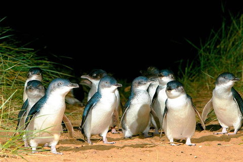 Phillip Island Penguins Private Tour - Find Attractions 0