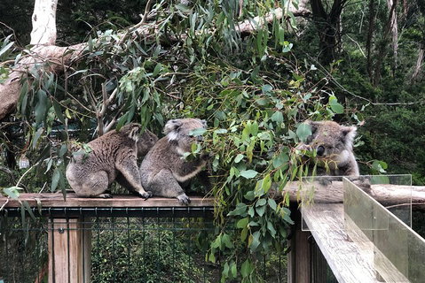 Phillip Island Penguins Private Tour - Find Attractions 3