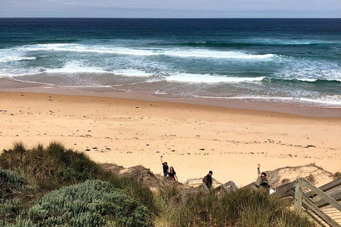 Phillip Island Penguins Private Tour - Find Attractions 4