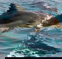 1.5HR Mudjimba Island Wildlife Safari - Find Attractions