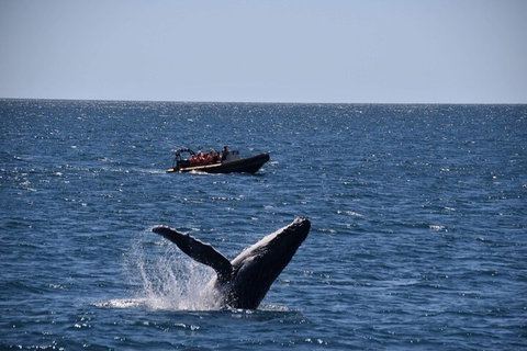 Adventure Whale Watching Tour Mooloolaba - Find Attractions 1