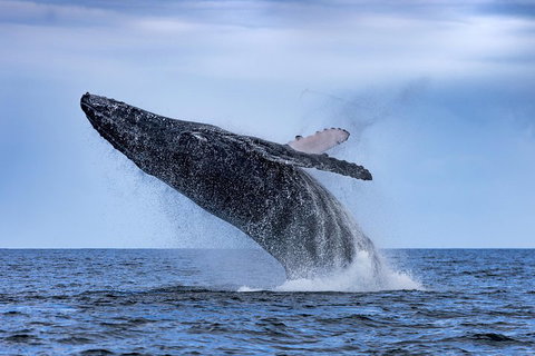 Adventure Whale Watching Tour Mooloolaba - Find Attractions 2