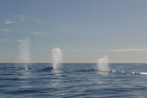 Adventure Whale Watching Tour Mooloolaba - Find Attractions 3