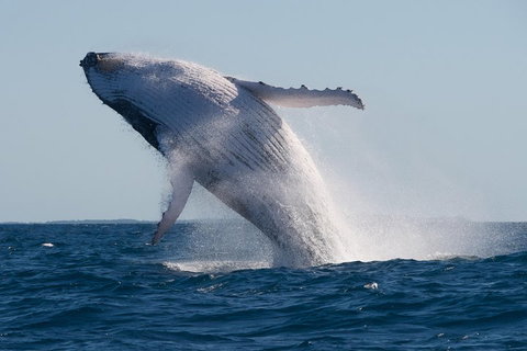 Adventure Whale Watching Tour Mooloolaba - Find Attractions 5