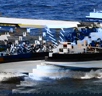 Mooloolaba Whale Watching Tour - Find Attractions