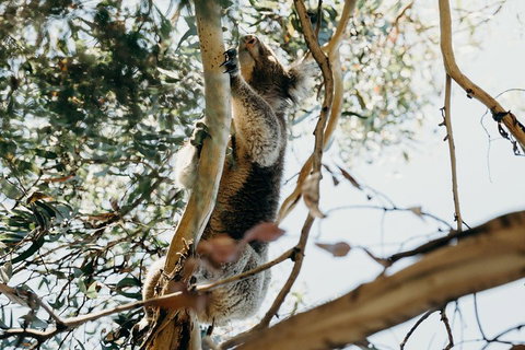 Small-Group Guided Yarra Valley Winery Tour With Wine Tasting - Find Attractions 5