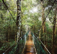 O'Reilly's  Lamington National Park from Gold Coast - Find Attractions