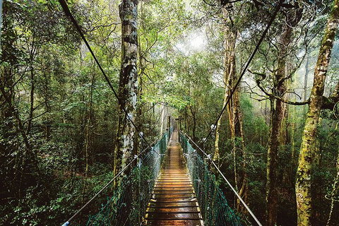 O'Reilly's & Lamington National Park From Gold Coast - Find Attractions 0