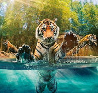 Croc Express to Australia Zoo from Brisbane - Find Attractions