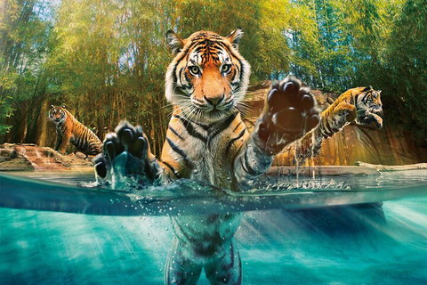 Croc Express To Australia Zoo From Gold Coast - Find Attractions 3