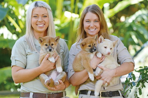 Croc Express To Australia Zoo From Gold Coast - Find Attractions 4