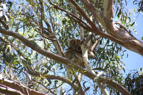 Stradbroke Island 4WD Day Trip From Brisbane - Find Attractions 0
