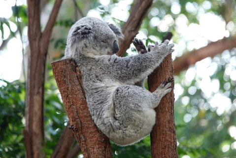 Small-Group Blue Mountains Tour With A Local Guide - Find Attractions 2
