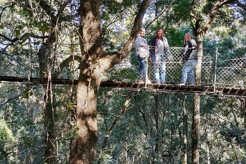 Lamington National Park, O'Reilly's & Vineyard Tour - Find Attractions 2