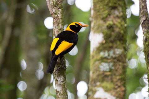 Lamington National Park, O'Reilly's & Vineyard Tour - Find Attractions 4