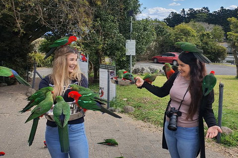 Lamington National Park, O'Reilly's & Vineyard Tour - Find Attractions 5