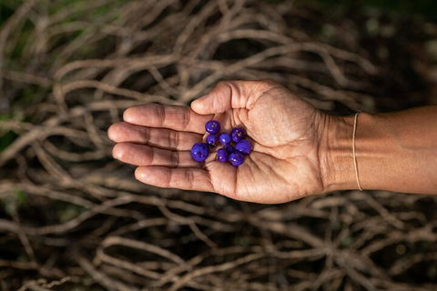 Cape Byron Aboriginal Tour - Find Attractions 0