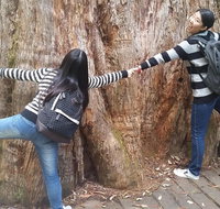 Mt Field National Park Active Day-Trip Including Bonorong and Mt Wellington - Find Attractions