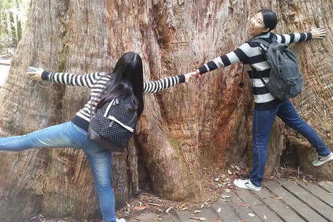Mt Field National Park Active Day-Trip Including Bonorong And Mt Wellington - Find Attractions 0