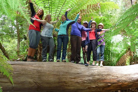 Mt Field National Park Active Day-Trip Including Bonorong And Mt Wellington - Find Attractions 3