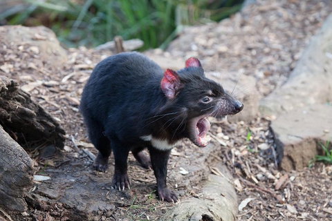 Mt Field National Park Active Day-Trip Including Bonorong And Mt Wellington - Find Attractions 5