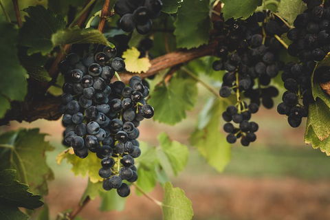Hideaway Private Tours Hunter Valley- Indulgence Wine Tour (Full Day) - Find Attractions 3