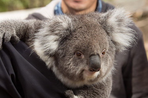 Bonorong Wildlife Park And Richmond Afternoon Tour From Hobart - Find Attractions 2