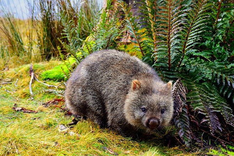 Mt Field National Park And Russell Falls From Hobart - Find Attractions 1