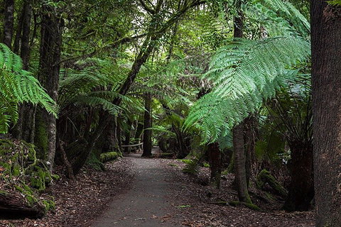 Mt Field National Park And Russell Falls From Hobart - Find Attractions 3