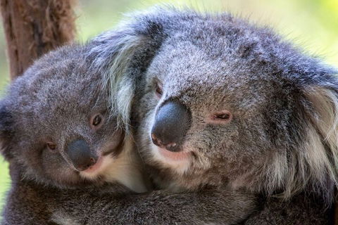 Half-Day Or Full-Day Tour With Private Guide From Melbourne - Find Attractions 1