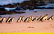 Half-Day Or Full-Day Tour With Private Guide From Melbourne - thumb 5