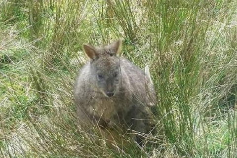 Leven Canyon Day Trip Including Wings Wildlife Park Or Gunns Plains Caves - Find Attractions 3