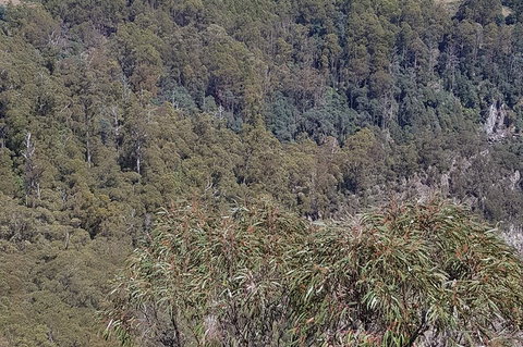 Leven Canyon Day Trip Including Wings Wildlife Park Or Gunns Plains Caves - Find Attractions 4