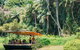 Tropical Fruit World Farm Full Tour - thumb 0