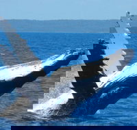 Mooloolaba Whale Watching Tour - Find Attractions