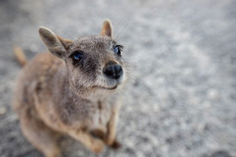 Chillagoe Caves And Outback Day Trip From Cairns - Find Attractions 2